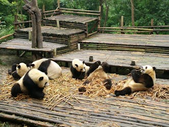 Viaggio Panda all-inclusive e siti personalizzabili